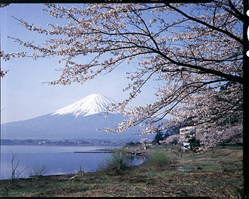 桜・富士山・河口湖