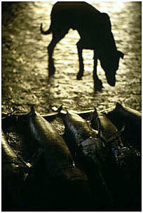 マラガの魚市場